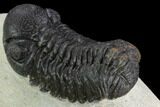 Bargain, Austerops Trilobite - Visible Eye Facets #119970-3